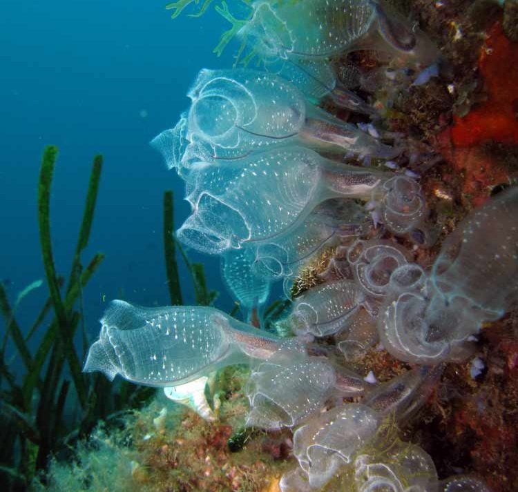 Clavelina azzurra - Biologia marina del Mediterraneo