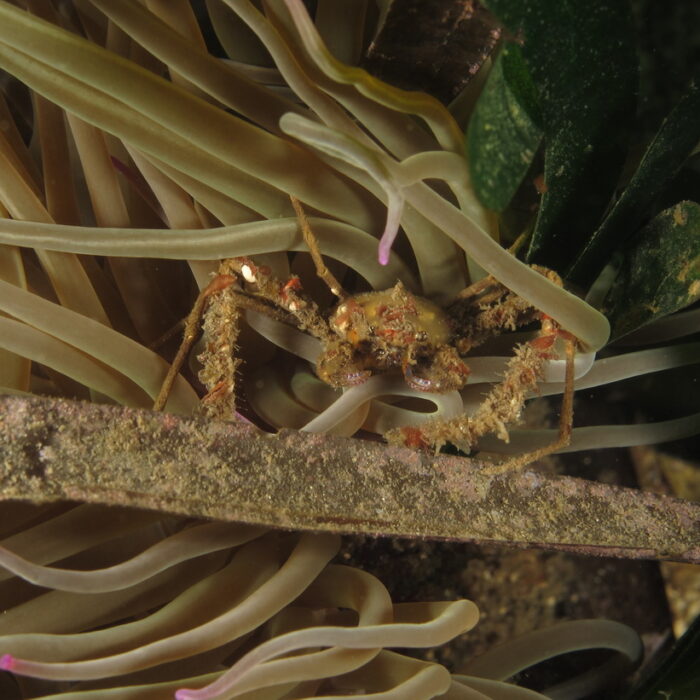 Granchio ragno di mare - Biologia marina del Mediterraneo