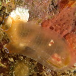 ascidia ciona sp.